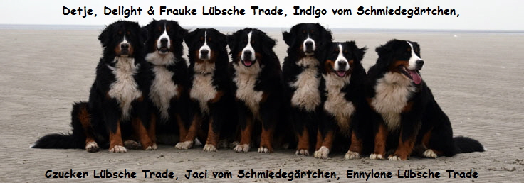 Detje, Delight & Frauke Lbsche Trade, Indigo vom Schmiedegrtchen, Czucker Lbsche Trade, Jaci vom Schmiedegrtchen, Ennylane Lbsche Trade