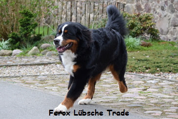 Ferox Lbsche Trade