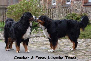 Czucker & Ferox Lbsche Trade