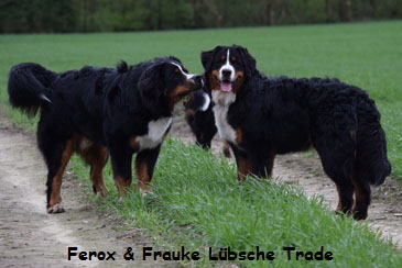 Ferox & Frauke Lbsche Trade