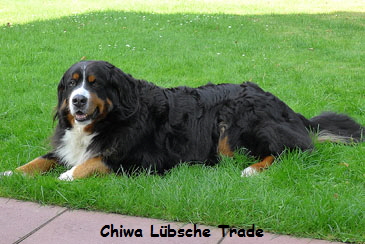 Chiwa Lbsche Trade