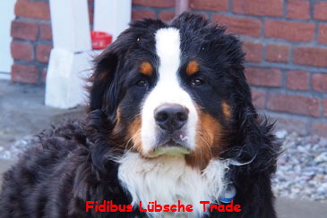 Fidibus Lbsche Trade