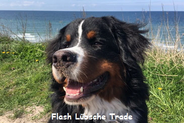 Flash Lbsche Trade