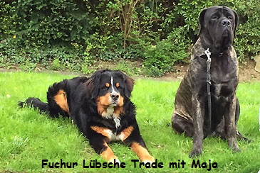 Fuchur Lbsche Trade mit Maja