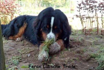 Ferox Lbsche Trade