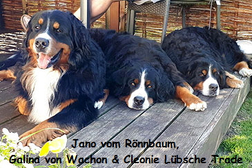 Jano vom Rnnbaum, Galina von Wachon & Cleonie Lbsche Trade