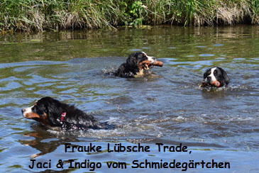 Frauke Lbsche Trade, Jaci & Indigo vom Schmiedegrtchen