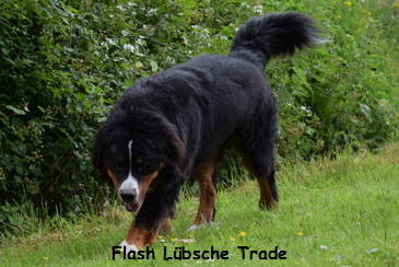 Flash Lbsche Trade
