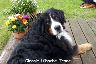 Cleonie Lbsche Trade