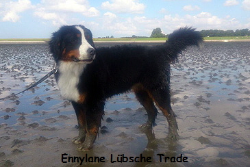 Ennylane Lbsche Trade