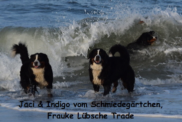 Jaci & Indigo vom Schmiedegrtchen, Frauke Lbsche Trade