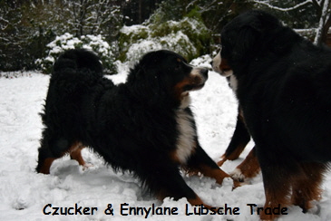 Czucker & Ennylane Lbsche Trade