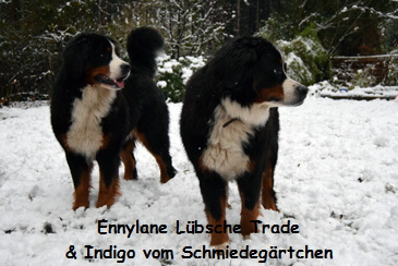 Ennylane Lbsche Trade & Indigo vom Schmiedegrtchen