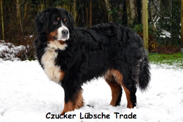 Czucker Lbsche Trade