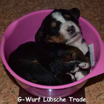 G-Wurf Lbsche Trade