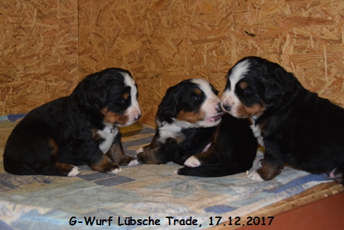 G-Wurf Lbsche Trade, 17.12.2017