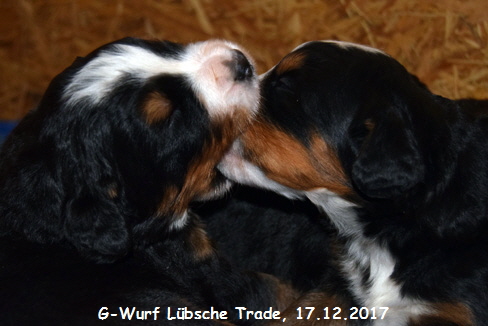 G-Wurf Lbsche Trade, 17.12.2017