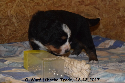 G-Wurf Lbsche Trade, 18.12.2017