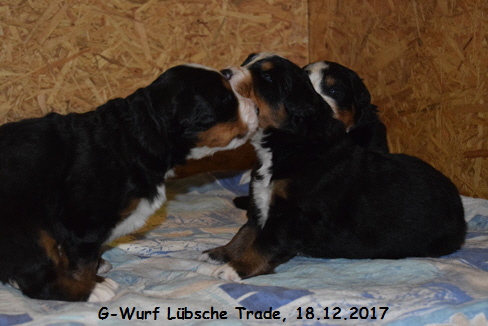 G-Wurf Lbsche Trade, 18.12.2017