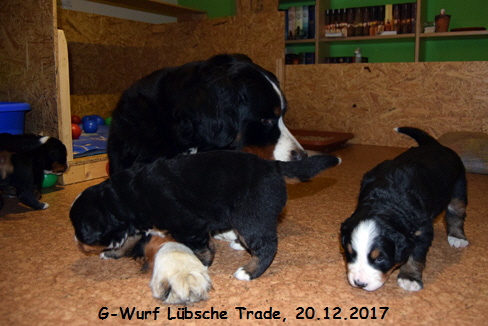G-Wurf Lbsche Trade, 20.12.2017