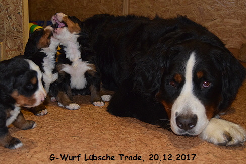 G-Wurf Lbsche Trade, 20.12.2017