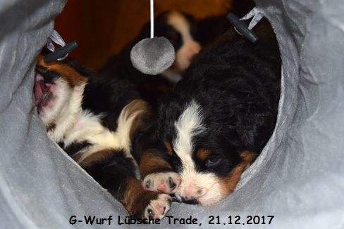 G-Wurf Lbsche Trade, 21.12.2017