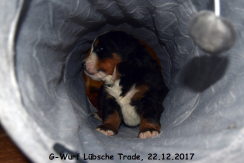 G-Wurf Lbsche Trade, 22.12.2017