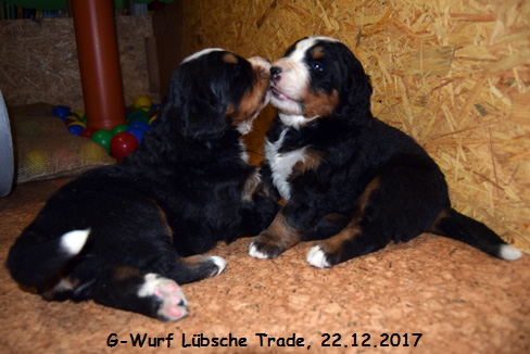 G-Wurf Lbsche Trade, 22.12.2017