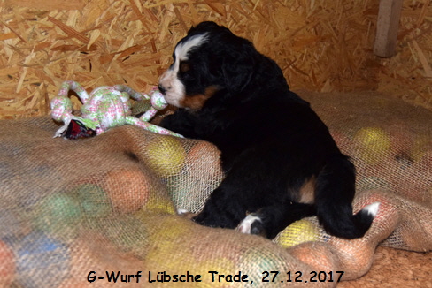 G-Wurf Lbsche Trade, 27.12.2017