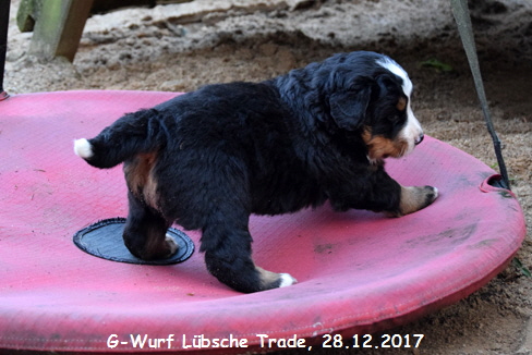 G-Wurf Lbsche Trade, 28.12.2017