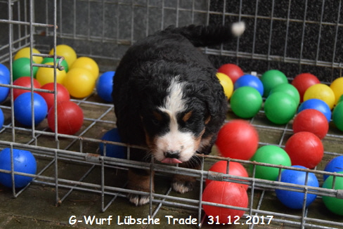 G-Wurf Lbsche Trade, 31.12.2017