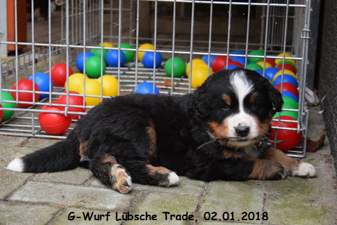 G-Wurf Lbsche Trade, 02.01.2018