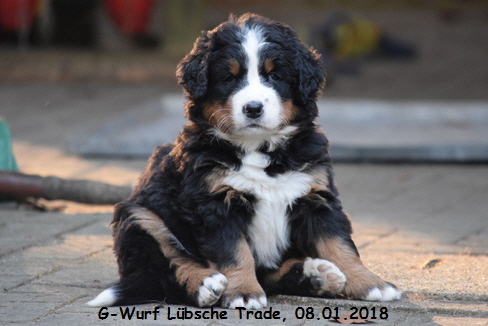 G-Wurf Lbsche Trade, 08.01.2018