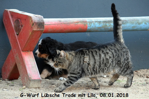 G-Wurf Lbsche Trade mit Lila, 08.01.2018