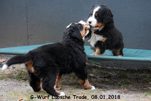 G-Wurf Lbsche Trade, 08.01.2018