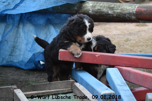 G-Wurf Lbsche Trade, 09.01.2018