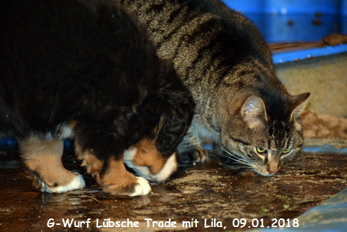 G-Wurf Lbsche Trade mit Lila, 09.01.2018