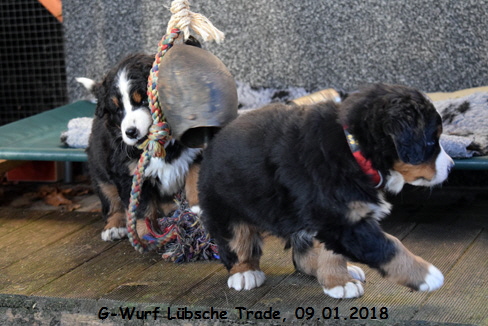 G-Wurf Lbsche Trade, 09.01.2018