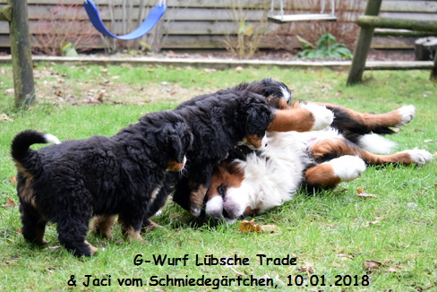 G-Wurf Lbsche Trade & Jaci vom Schmiedegrtchen, 10.01.2018