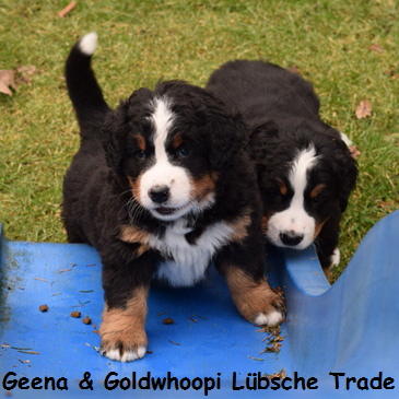 Geena & Goldwhoopi Lbsche Trade