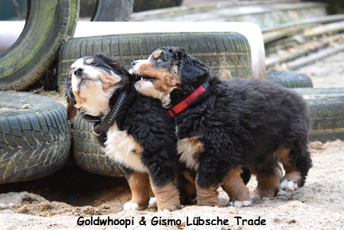 Goldwhoopi & Gismo Lbsche Trade