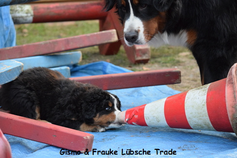 Gismo & Frauke Lbsche Trade