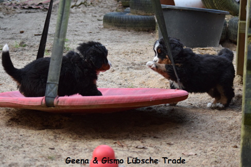 Geena & Gismo Lbsche Trade