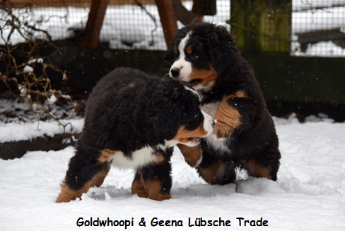 Goldwhoopi & Geena Lbsche Trade