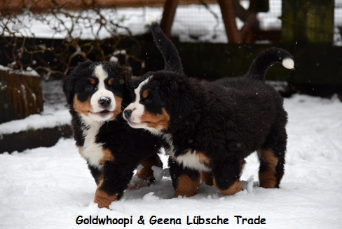 Goldwhoopi & Geena Lbsche Trade