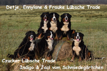 Detje, Ennylane & Frauke Lbsche Trade, Czucker Lbsche Trade, Indigo & Jaci vom Schmiedegrtchen