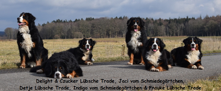 Delight & Czucker Lbsche Trade, Jaci vom Schmiedegrtchen, Detje Lbsche Trade, Indigo vom Schmiedegrtchen & Frauke Lbsche Trade