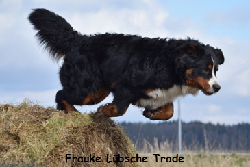 Frauke Lbsche Trade