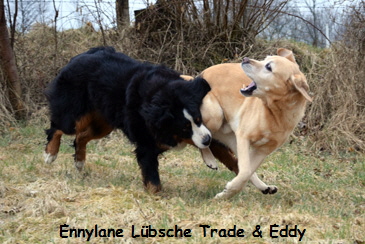 Ennylane Lbsche Trade & Eddy