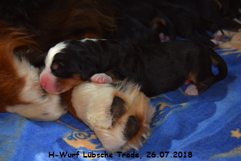 H-Wurf Lübsche Trade, 26.07.2018